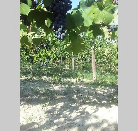 Vigneto Pardom Montiglio