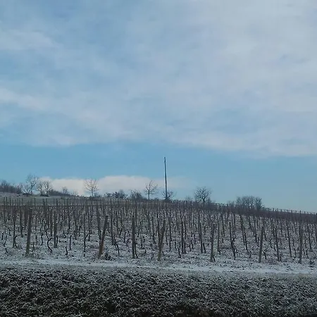 Oda ve Kahvaltı Vigneto Pardom