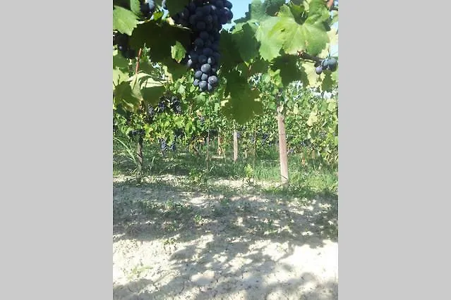 Vigneto Pardom Montiglio